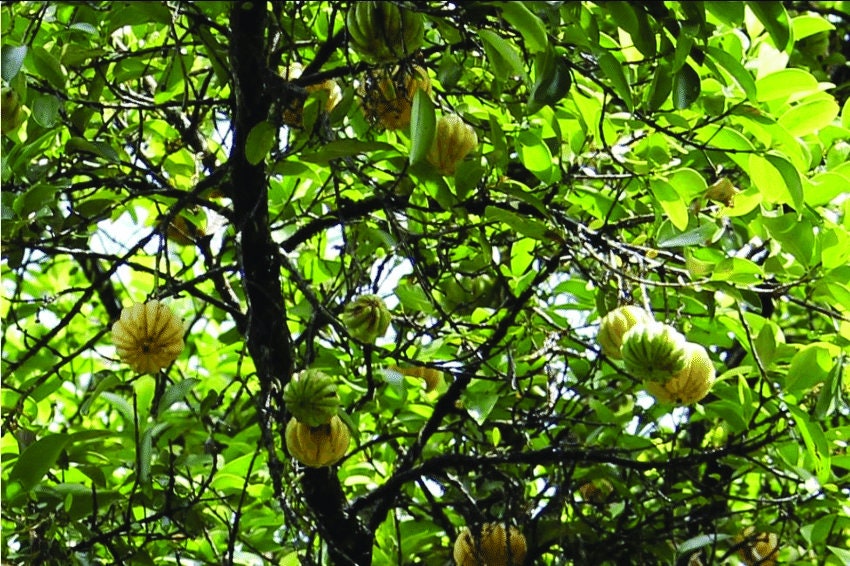 Garcinia Gummi-Gutta Tree Seeds - Rare Malabar Tamarind Seeds for Tropical Gardens & Herbal Remedies| OGOC