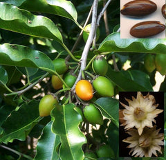 Mimusops Elengi Tree Seeds - Bakul Seeds for Fragrant Gardens & Traditional Medicine| OGOC