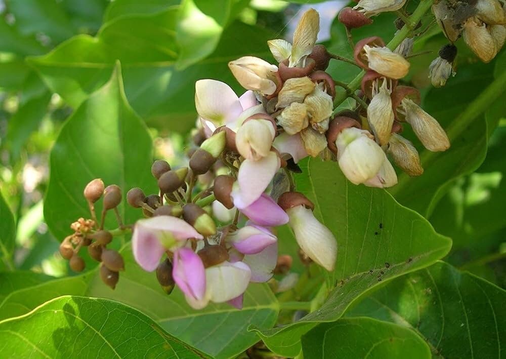 Pongamia Pinnata Tree Seeds - Indian Beech Seeds for Sustainable Landscapes & Biodiesel| OGOC