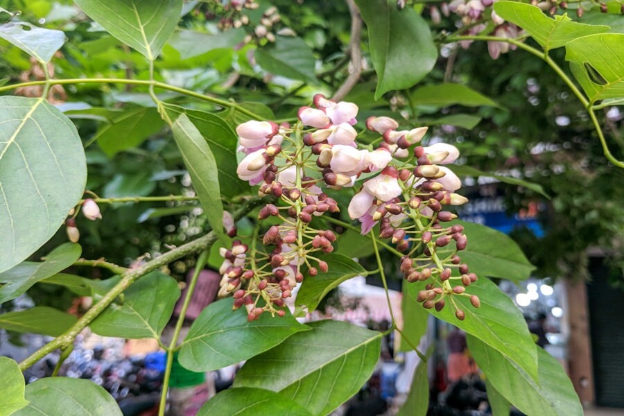 Pongamia Pinnata Tree Seeds - Indian Beech Seeds for Sustainable Landscapes & Biodiesel| OGOC