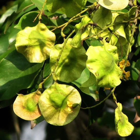 Pterocarpus Marsupium Tree Seeds - Indian Kino Seeds for Natural Remedies & Woodcraft| OGOC