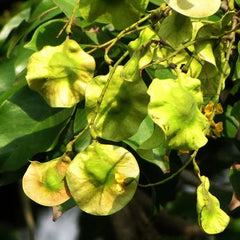 Pterocarpus Marsupium Tree Seeds - Indian Kino Seeds for Natural Remedies & Woodcraft| OGOC