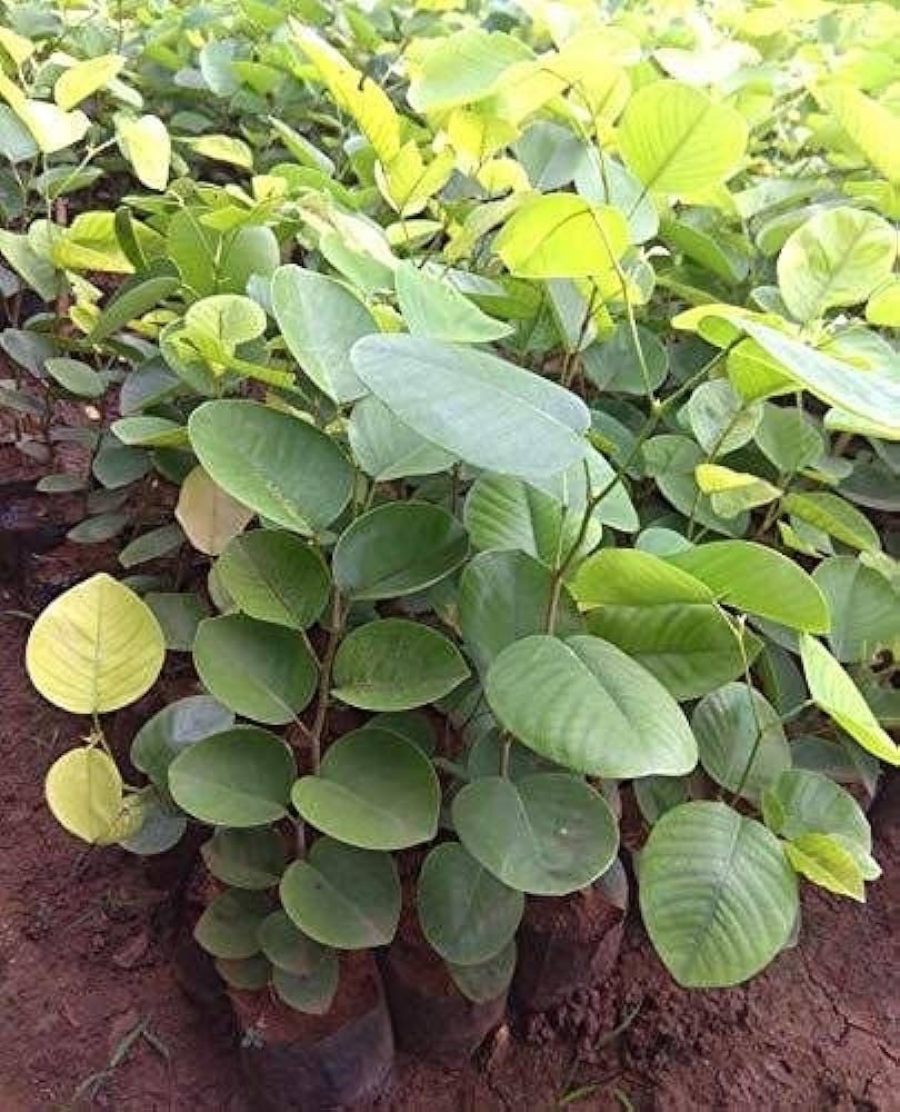 sandalwood plant seeds Pterocarpus Santalinus Tree Seeds
