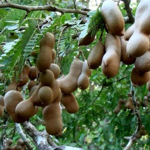 Tamarindus Indica Tree Seeds - Tamarind Seeds for Tropical Gardens & Culinary Delights| OGOC