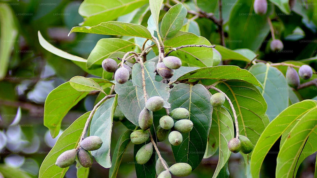 Terminalia Chebula Tree Seeds - Haritaki Seeds for Ayurvedic Gardens & Holistic Wellness| OGOC