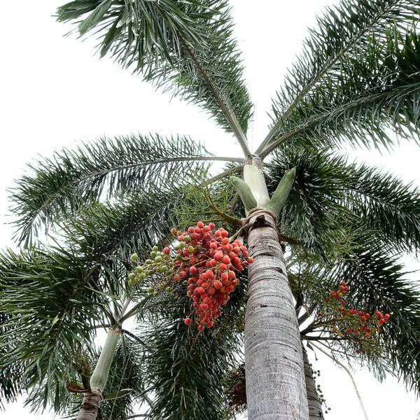 planting foxtail palm seeds Wodyetia Bifurcata Tree Seeds - Foxtail Palm Seeds for Tropical Gardens & Landscaping