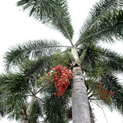 Wodyetia Bifurcata Tree Seeds - Foxtail Palm Seeds for Tropical Gardens & Landscaping| OGOC