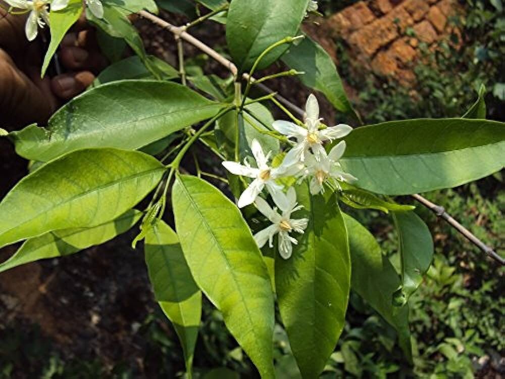 Wrightia Tinctoria Tree Seeds - Sweet Indrajao Seeds for Ornamental Gardens & Natural Dyeing| OGOC