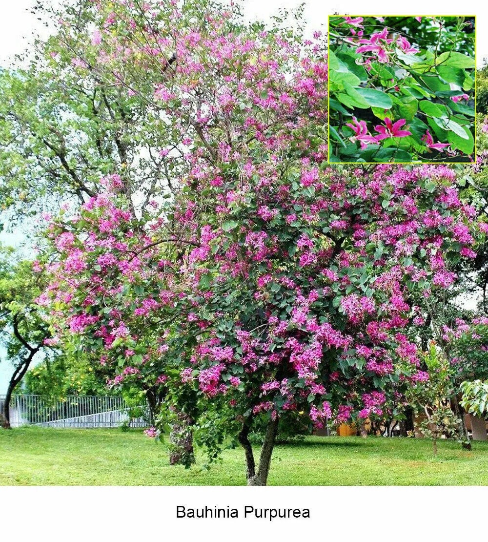 Bauhinia Purpurea Seeds - RARE Purple Orchid Tree Seeds for Gardeners & Botany Enthusiasts| OGOC