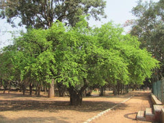 Bauhinia Racemosa Plant Seeds - Rare Cabbage Bark Tree Seeds for Tropical Gardens| OGOC