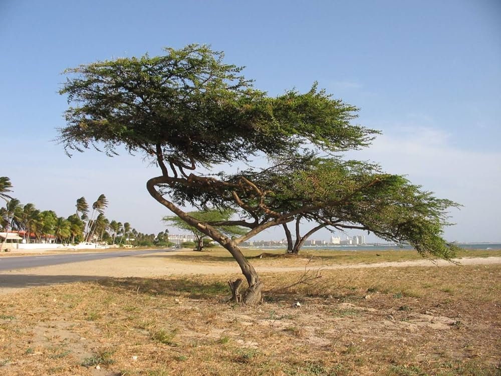 Caesalpinia Coriaria Pod Seeds - RARE Tanners Pod Tree Seeds for Gardening| OGOC