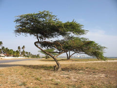 Caesalpinia Coriaria Pod Seeds - RARE Tanners Pod Tree Seeds for Gardening| OGOC