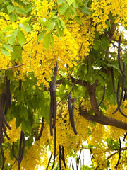 Cassia Fistula Plant Seeds - RARE Golden Shower Tree Seeds for Tropical Gardens & Landscapes| OGOC