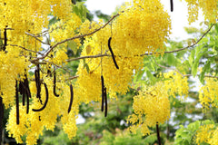 Cassia Fistula Plant Seeds - RARE Golden Shower Tree Seeds for Tropical Gardens & Landscapes| OGOC