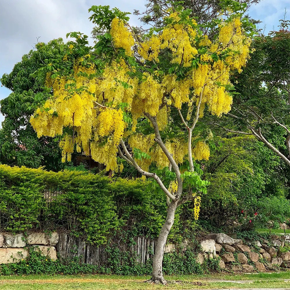 Cassia Fistula Plant Seeds - RARE Golden Shower Tree Seeds for Tropical Gardens & Landscapes| OGOC