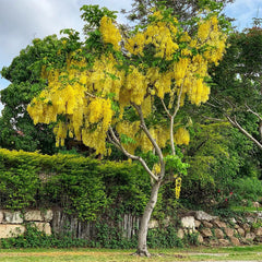 Cassia Fistula Plant Seeds - RARE Golden Shower Tree Seeds for Tropical Gardens & Landscapes| OGOC