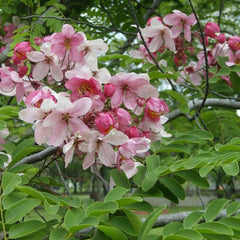 Cassia Javanica Tree Seeds - Pink Shower Tree Seeds for Tropical Gardens & Landscapes| OGOC