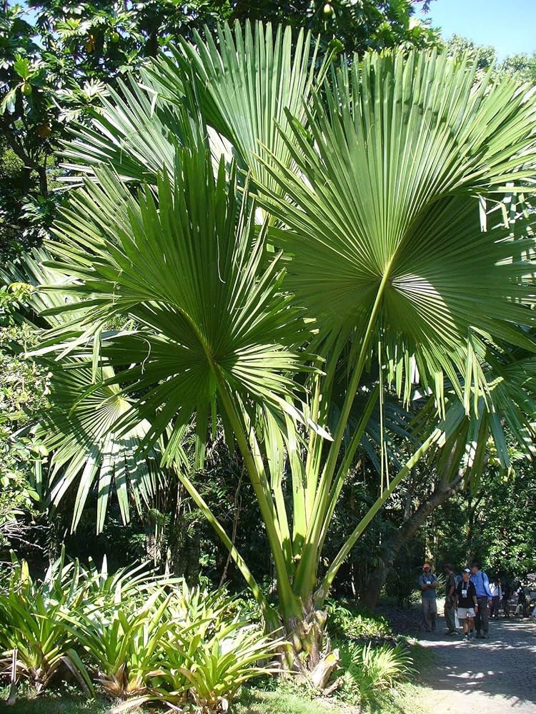 Corypha Umbraculifera Tree Seeds - EX RARE Talipot Palm Seeds for Exotic Gardens & Landscapes| OGOC