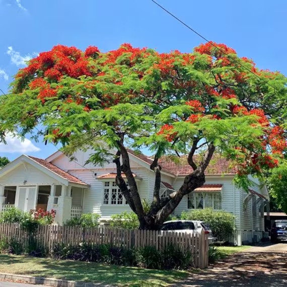 Delonix Regia Tree Seeds - RARE Royal Poinciana Seeds for Tropical Gardens & Landscapes| OGOC