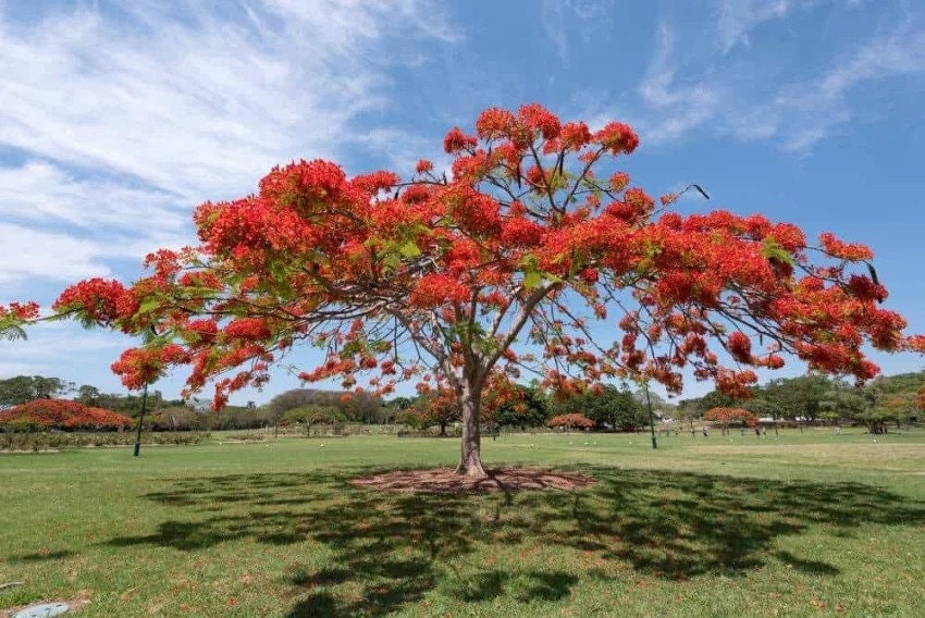 Delonix Regia Tree Seeds - RARE Royal Poinciana Seeds for Tropical Gardens & Landscapes| OGOC