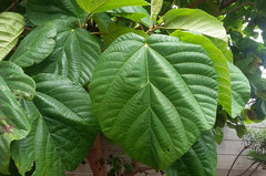 Enterolobium Cyclocarpum Tree Seeds - RARE Elephant Ear Seeds for Tropical Gardens & Landscapes| OGOC