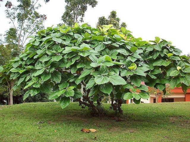 Enterolobium Cyclocarpum Tree Seeds - RARE Elephant Ear Seeds for Tropical Gardens & Landscapes| OGOC