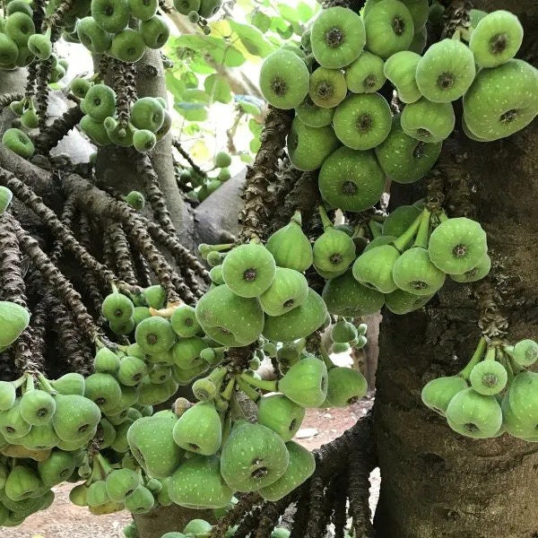 Enterolobium Cyclocarpum Tree Seeds - RARE Elephant Ear Seeds for Tropical Gardens & Landscapes| OGOC