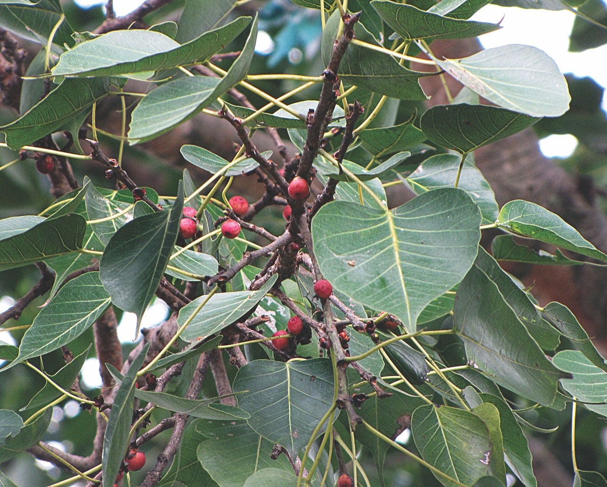 Ficus Religiosa Seeds - Rare Sacred Fig Seeds for Meditation Gardens & Spiritual Growth| OGOC