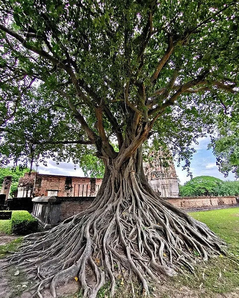 Ficus Religiosa Seeds - Rare Sacred Fig Seeds for Meditation Gardens & Spiritual Growth| OGOC