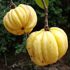 Garcinia Gummi-Gutta Tree Seeds - Rare Malabar Tamarind Seeds for Tropical Gardens & Herbal Remedies| OGOC