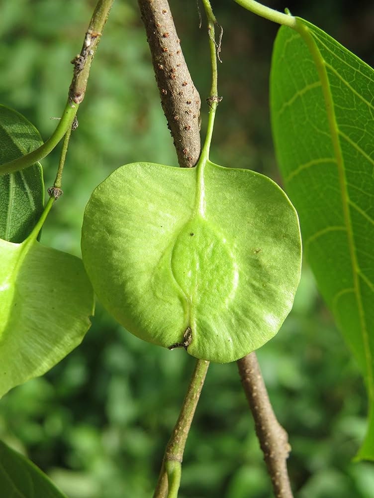 Holoptelia Integrifolia Tree Seeds - Rare Indian Elm Seeds for Ornamental Gardens & Landscapes| OGOC