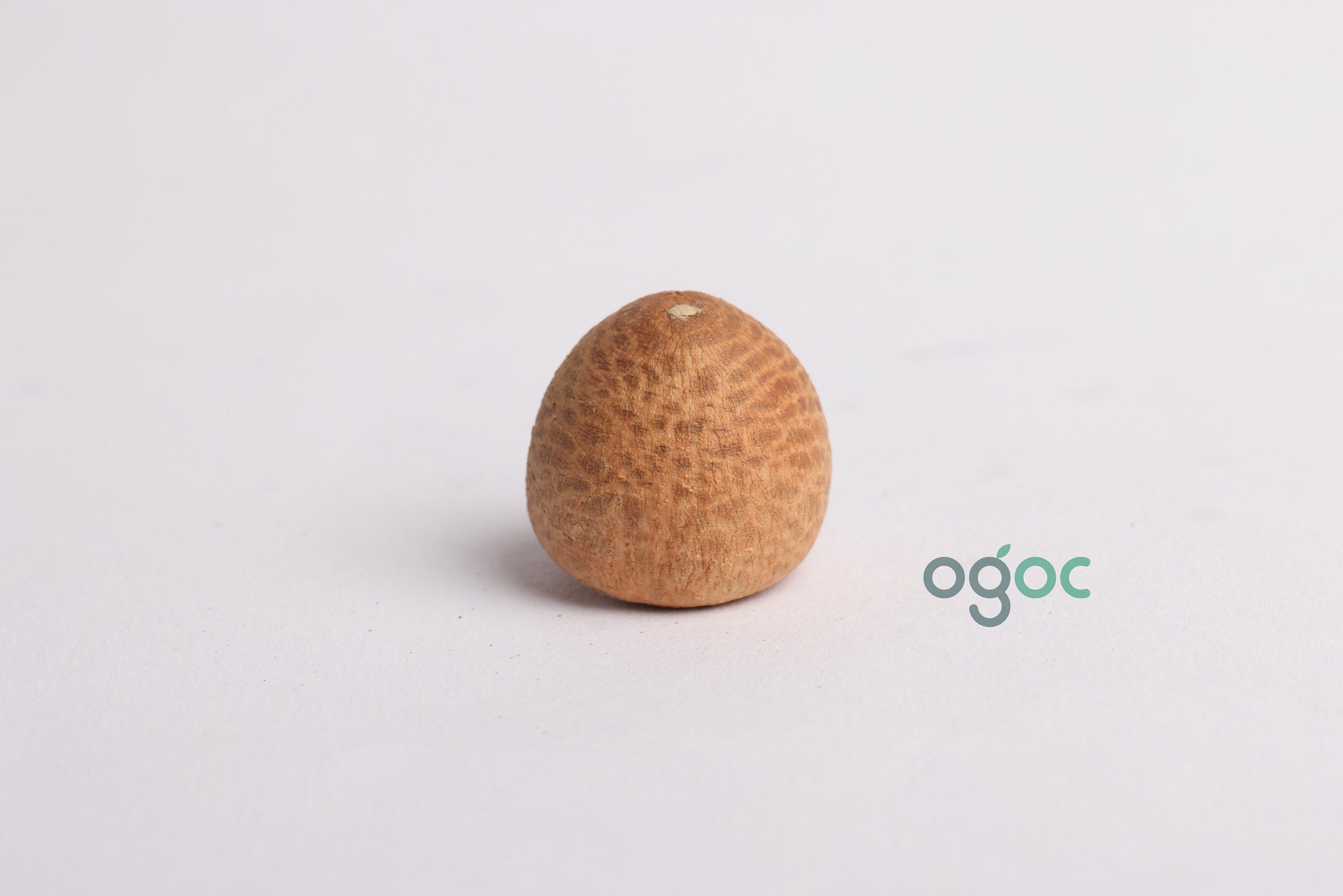 FRESH ORGANIC Nacrufal Areca Nut | Catechu (Betel nut) | Fresh Natural Areca spices from God's own country Kerala| OGOC