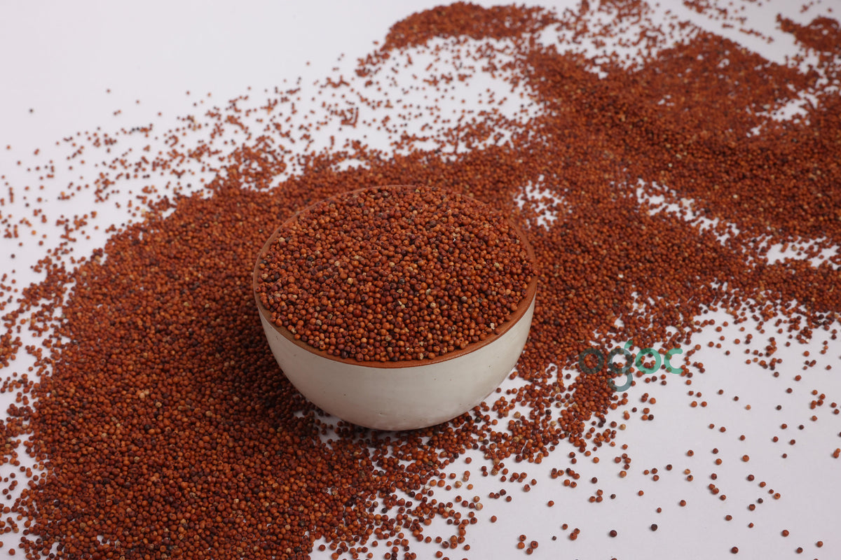 Organic Ragi (Finger Millet) - Nutrient-Rich Superfood for Health & Cooking"| OGOC