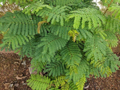 Leucaena Leucocephala Tree Seeds - White Leadtree Seeds for Sustainable Gardens & Landscapes| OGOC