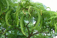 Leucaena Leucocephala Tree Seeds - White Leadtree Seeds for Sustainable Gardens & Landscapes| OGOC