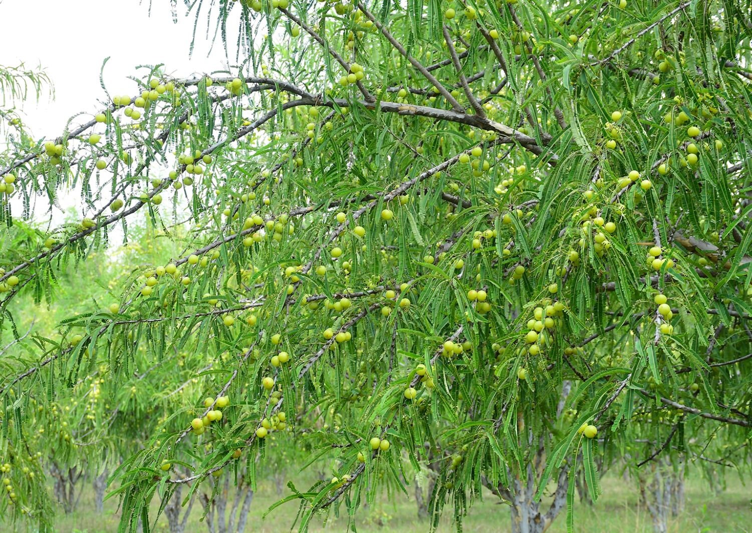 Phyllanthus Emblica Tree Seeds - Indian Gooseberry Seeds for Healthy Gardens & Ayurvedic Remedies| OGOC