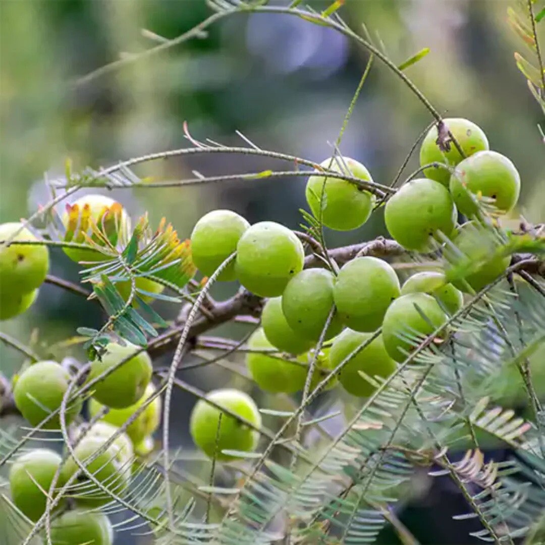 Phyllanthus Emblica Tree Seeds - Indian Gooseberry Seeds for Healthy Gardens & Ayurvedic Remedies| OGOC