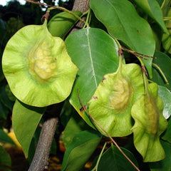 Pterocarpus Marsupium Tree Seeds - Indian Kino Seeds for Natural Remedies & Woodcraft| OGOC