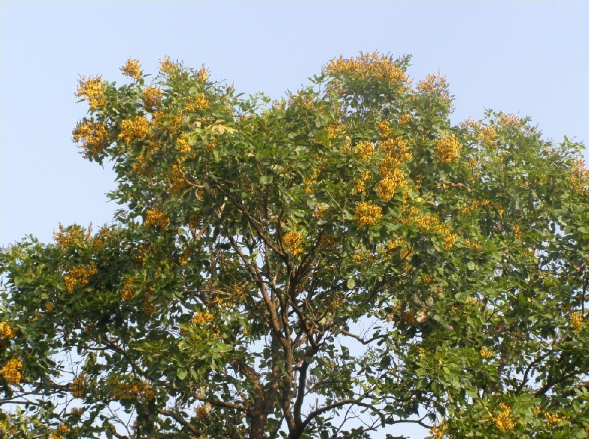 Pterocarpus Marsupium Tree Seeds - Indian Kino Seeds for Natural Remedies & Woodcraft| OGOC