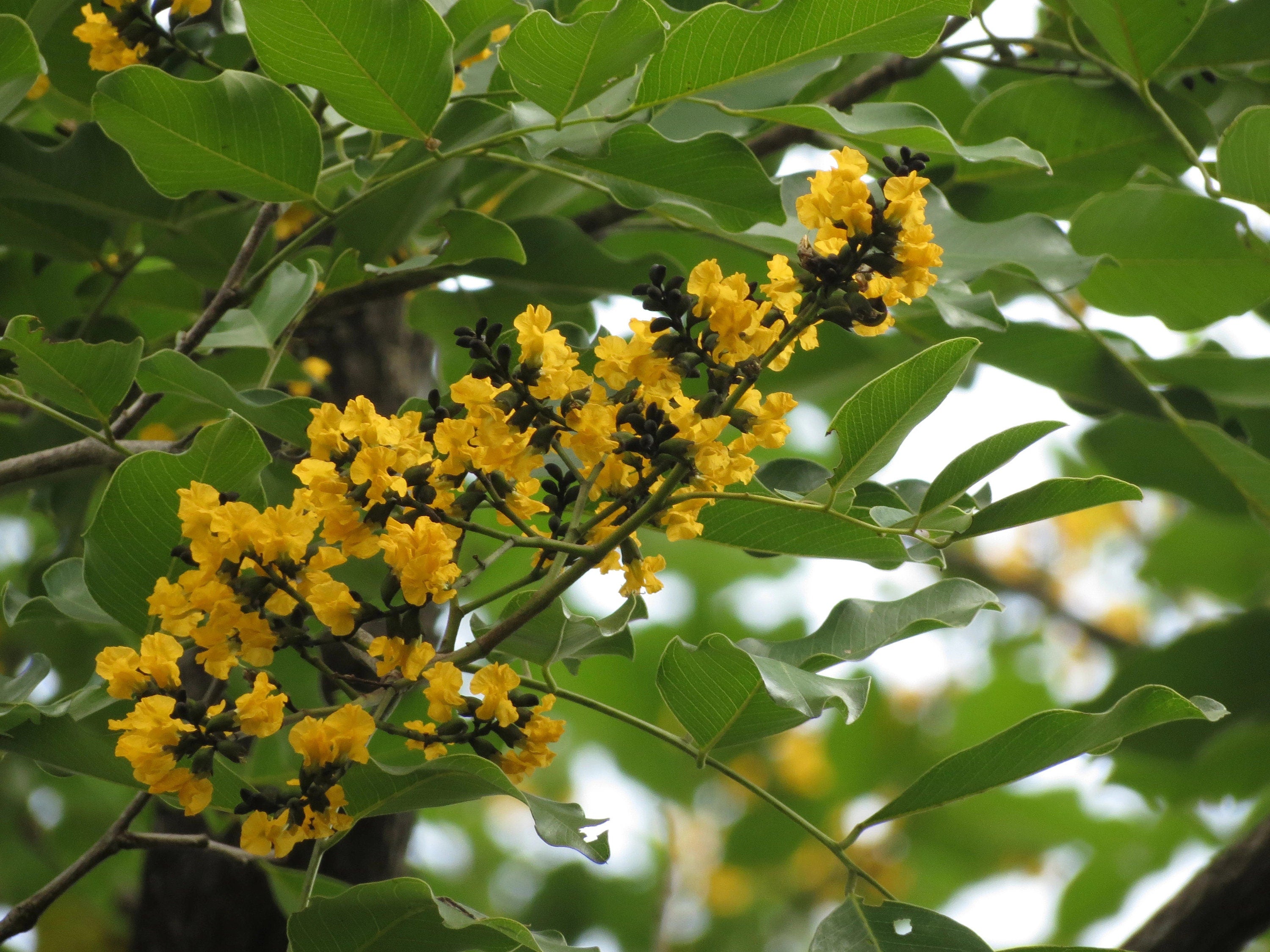 Pterocarpus Marsupium Tree Seeds - Indian Kino Seeds for Natural Remedies & Woodcraft| OGOC