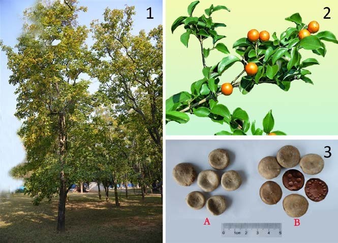 Strychnos Nux-Vomica Tree Seeds - Poison Nut Seeds for Botanical Collections & Herbal Medicine| OGOC