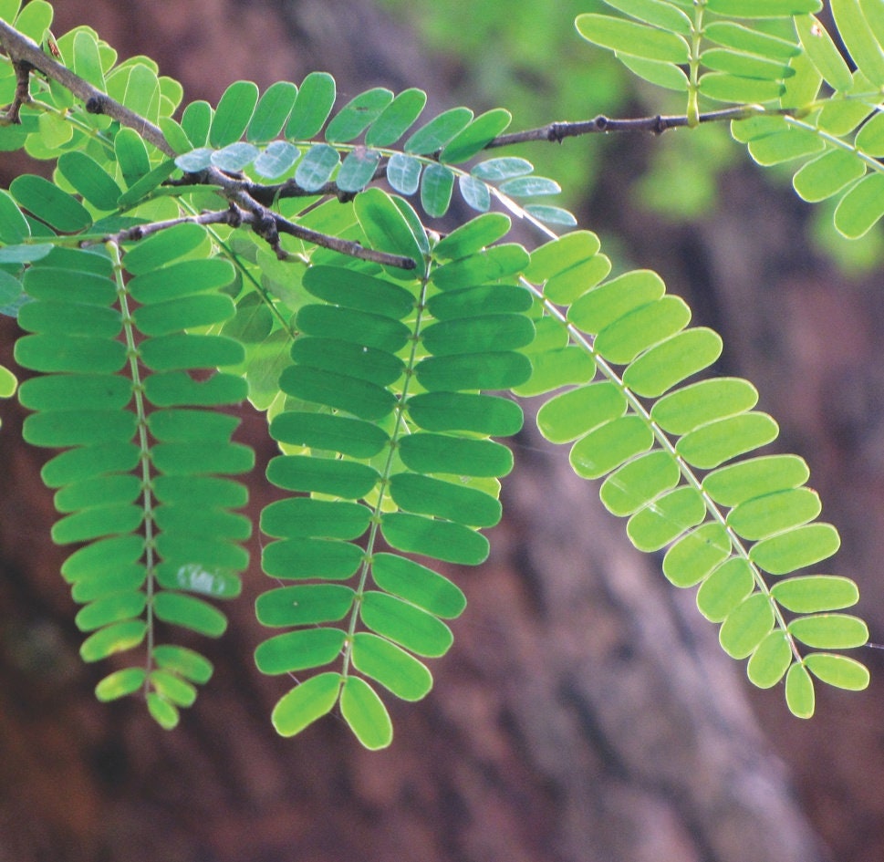 Tamarindus Indica Tree Seeds - Tamarind Seeds for Tropical Gardens & Culinary Delights| OGOC