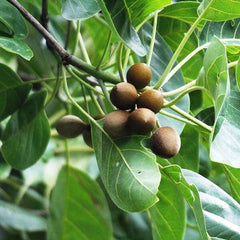 Terminalia Bellirica Tree Seeds - Baheda Seeds for Ayurvedic Gardens & Natural Remedies| OGOC