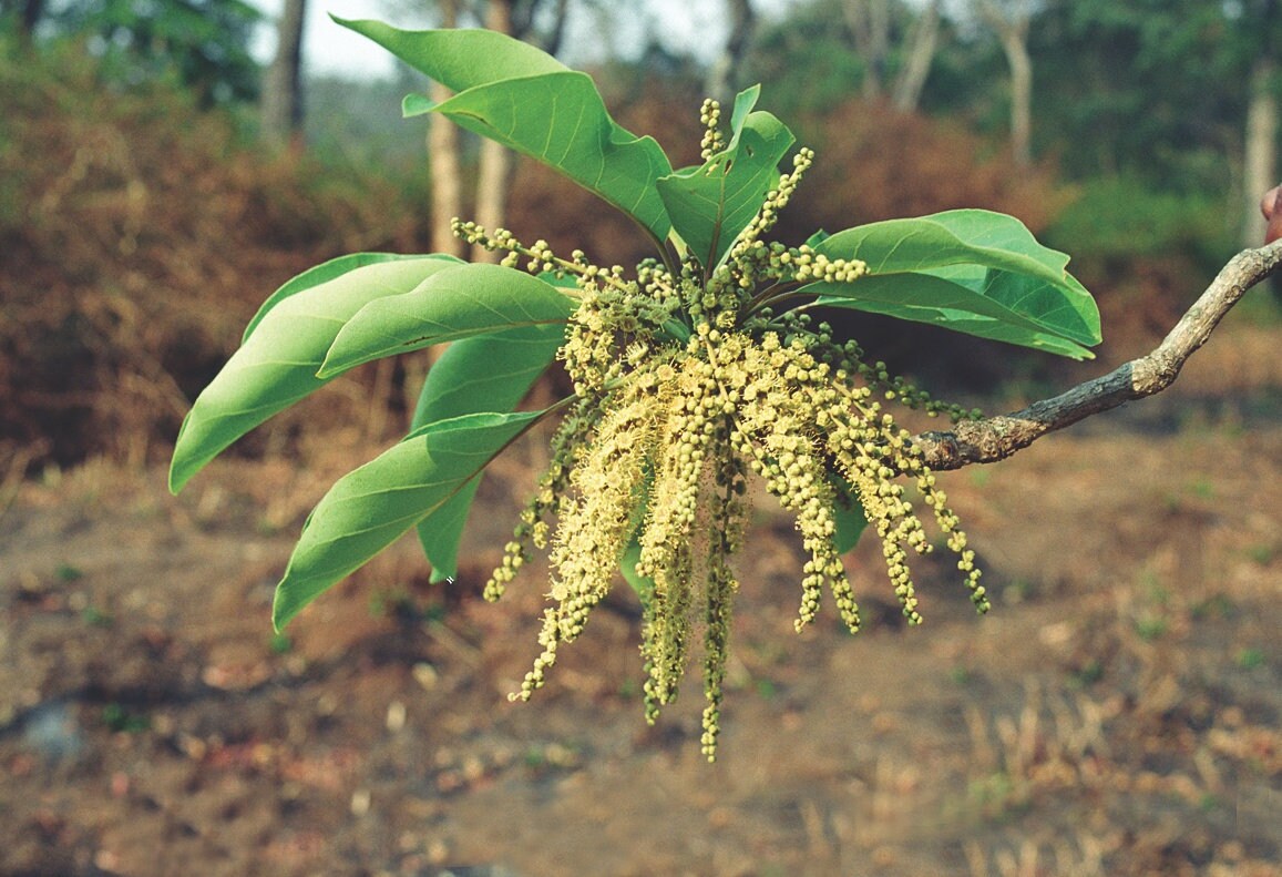 Terminalia Bellirica Tree Seeds - Baheda Seeds for Ayurvedic Gardens & Natural Remedies| OGOC