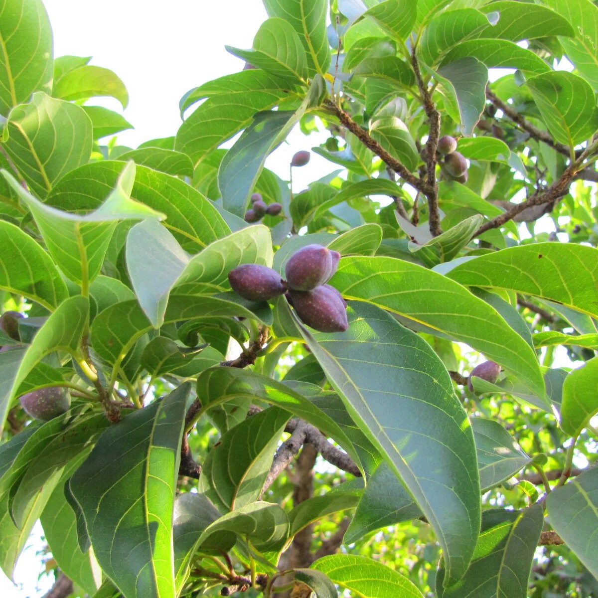 ayurvedic plant seeds Terminalia Chebula Tree Seeds - Haritaki Seeds for Ayurvedic Gardens & Holistic Wellness