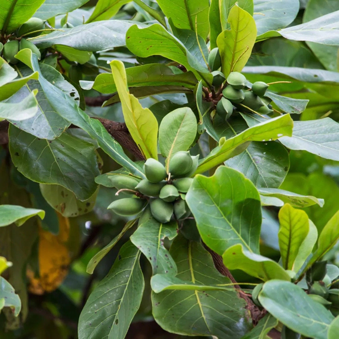 Terminalia Catappa Tree Seeds - Indian Almond Seeds for Tropical Landscapes & Biodiversity| OGOC