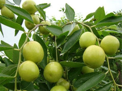 Ziziphus Mauritiana Tree Seeds - Indian Jujube Seeds for Edible Landscapes & Drought Resistance| OGOC