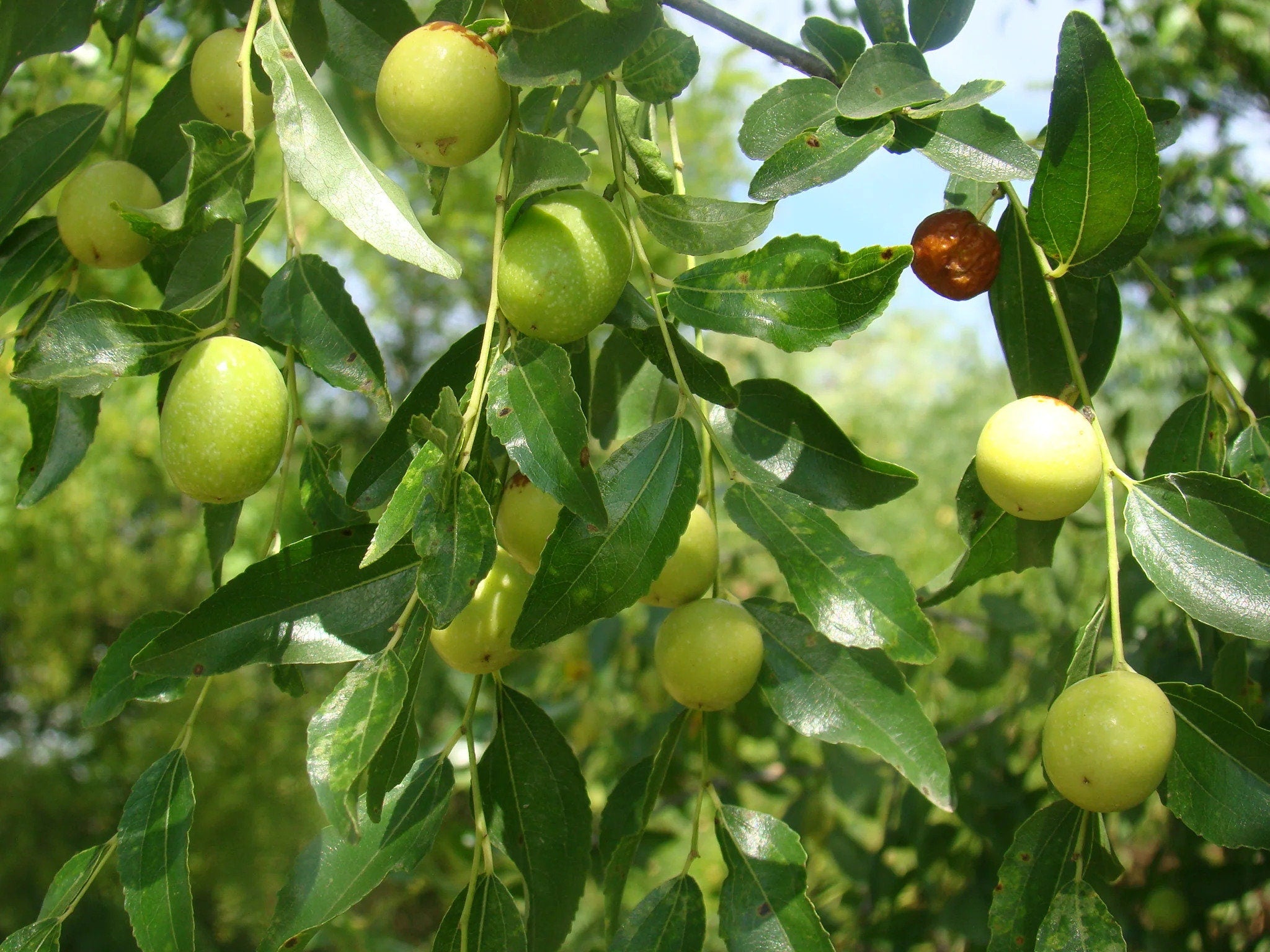 Ziziphus Mauritiana Tree Seeds - Indian Jujube Seeds for Edible Landscapes & Drought Resistance| OGOC