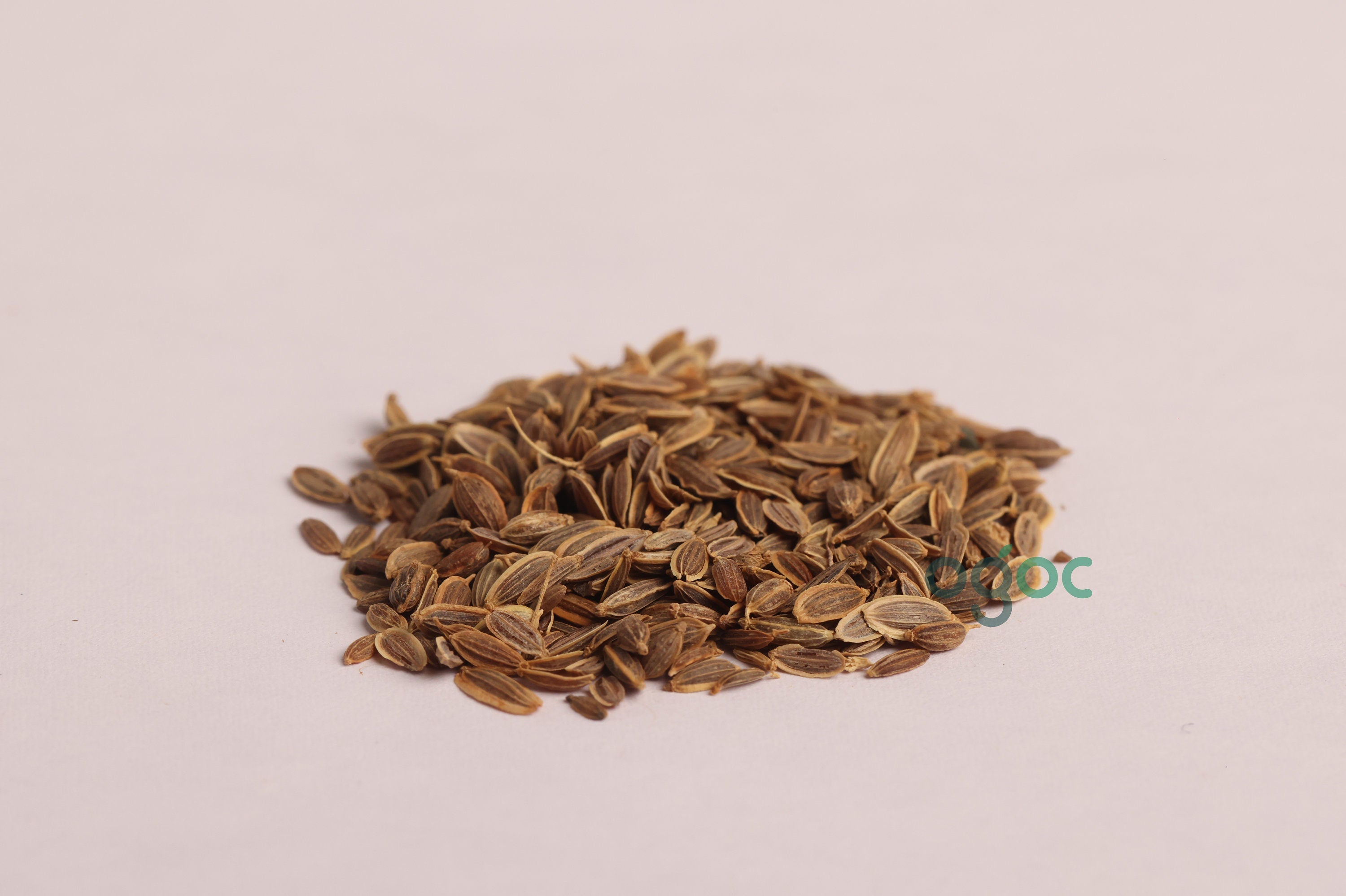 Dill seeds - Anethum graveolensis, Sowa, Soya Dillweed, Shatapushpa| OGOC