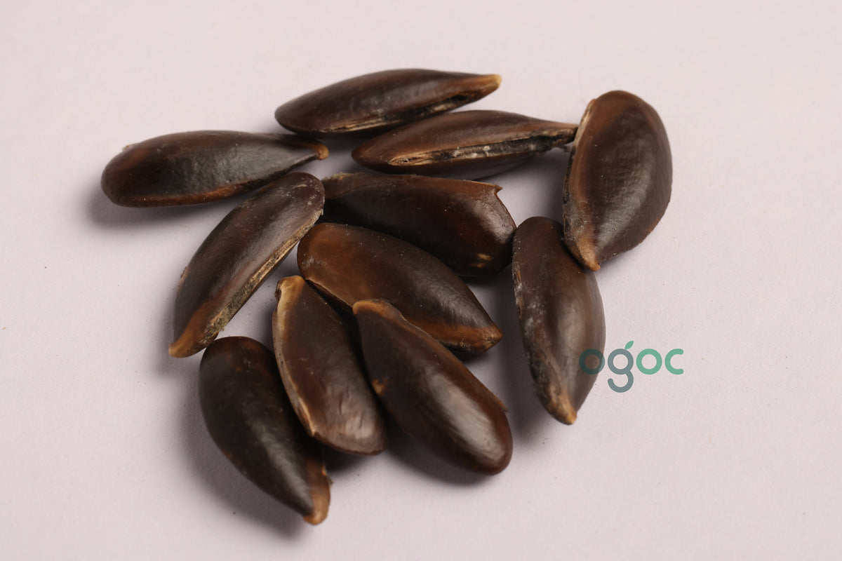 SAPOTA SWEET FRUIT Seeds | Chiku Hybrid Fruit, Sabeda, Chikoo | Natural breads | Ex Rare Seeds from Godsowncountry | Organic Farm Seeds.